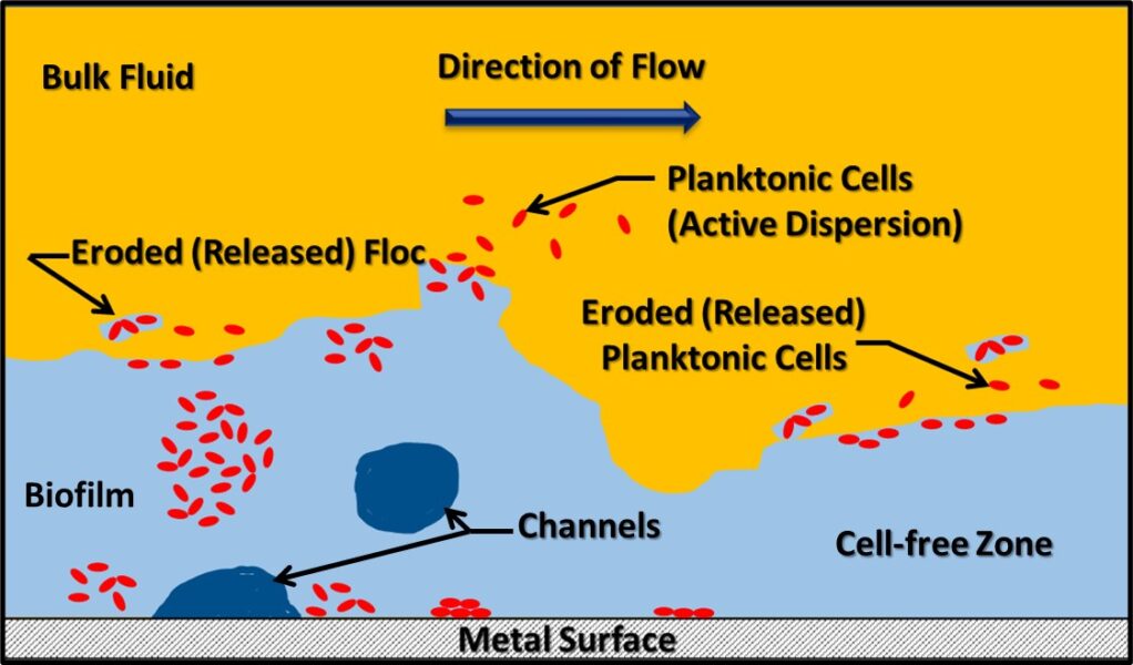 Biofilm schematic