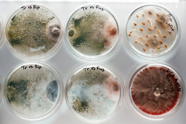 Biofilms