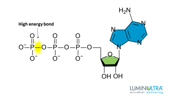 What Is ATP and What Does It Do? | LuminUltra