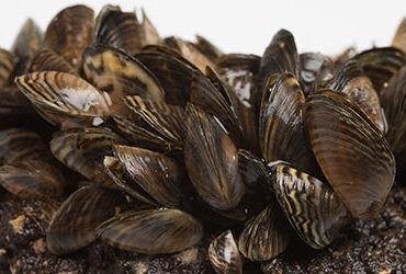 mussels