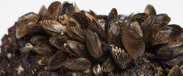 mussels